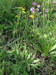 Crepis runcinata subsp. glauca